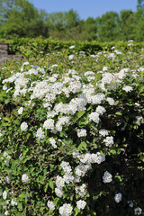 haie d'aubépine en fleurs (crataegus) 