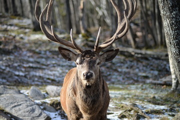 Deer Canada