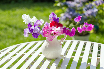 Sweet pea flowers in a white vase on a white metal, garden table in the garden on a sunny day.