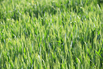 Growing wheat, outdoors