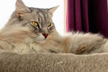 Chat