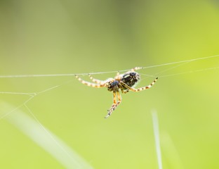 Close up of garden spider sitting on his web