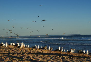 gaviotas en las playas de Caparica