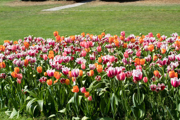 tulipani