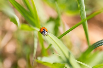 Ladybird walking on green plant in spring day