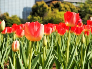 the tulip garden
