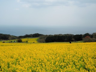 canola flowers in Japan