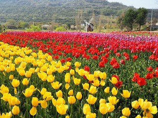 Fototapeta premium ogród tulipanów