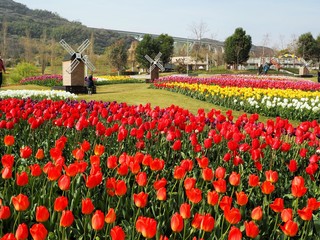 the tulip garden