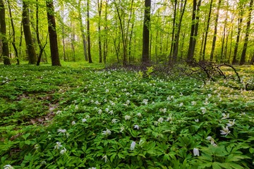 White wild flowers in spring forest © milosz_g