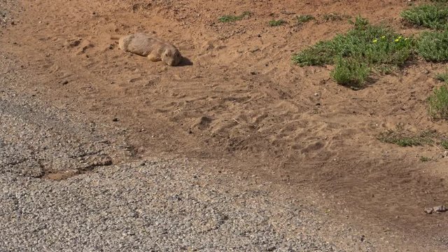 Prairie dog lying on the ground.