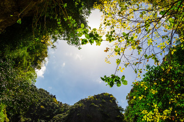 tree branches against on the nature