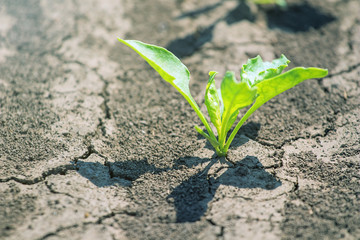 Young green sugar beet