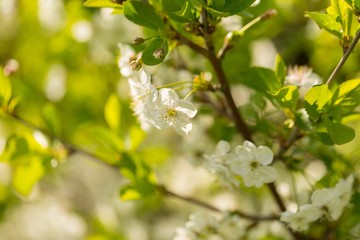 Blooming branches of cherry tree or gean tree