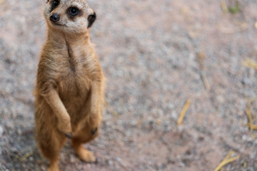 Obraz premium Erdmännchen