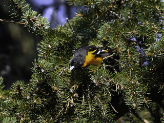 Baltimore Oriole Perched on Pine Tree