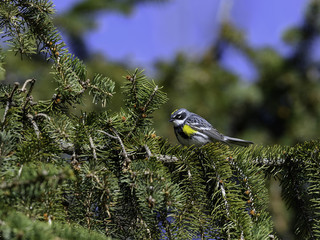 animal,bird,branch,canada,cedar,coronata,dendroica,dendroica coronata,feathers,nature,ontario,songbird,tree,warbler,wild,wildlife,wing