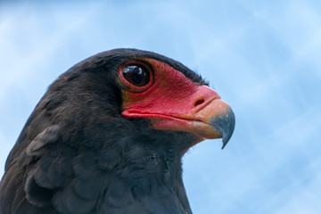 Greifvogel