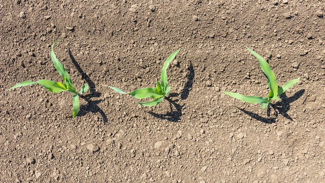 Young green corn growing on the field. Top View.