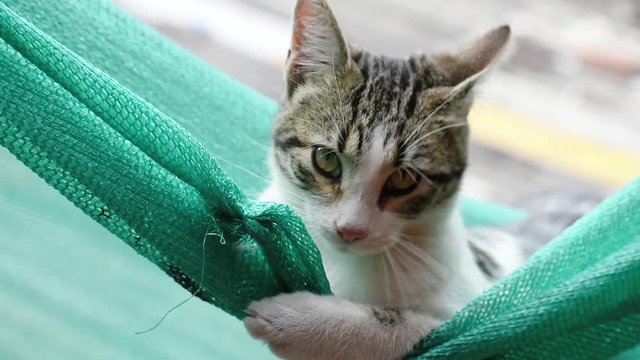 Gatito mordiendo