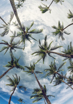 Palm tree tops against sky. Vintage filter effects.