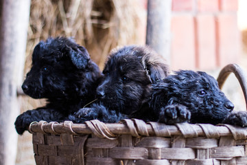 Croatian Sheepdogs
