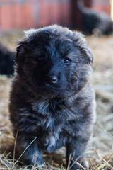 Croatian Sheepdog 