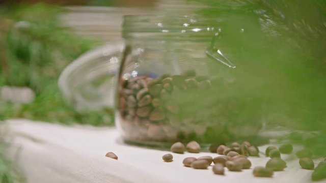 Piece of kitchen interior with a glass can full of cedar nuts and decorated with coniferous tree branch, green cone on cedar.