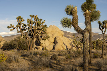 Best National Parks in America - Joshua Tree National Park