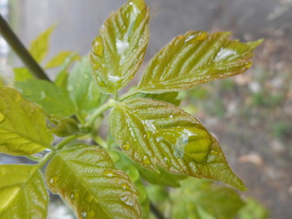 cleanliness and ecology