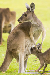 kangaroo feeding breeding