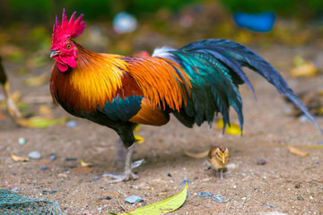 Traditional rooster with hen in forest © themorningglory