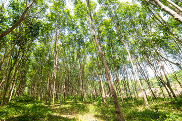 Obraz premium Rubber tree plantation green forest