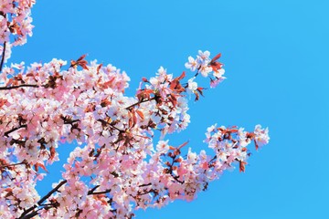 桜と青空
