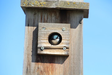 Looking Out From The Nesting Box, Pylpow Wetlands, Edmonton, Alberta