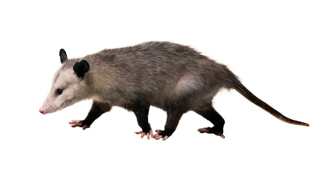 Young North American opossum (Didelphis virginiana) goes on a white background. Isolated