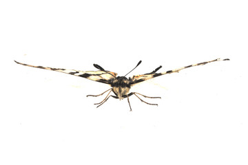 butterfly isolated on white background