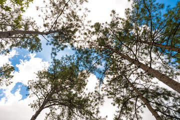 Pine tree on high land mountain