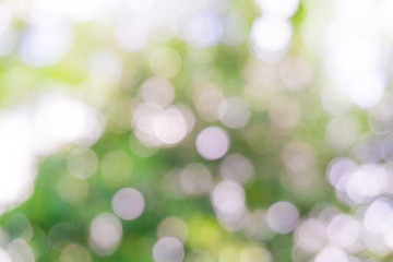 Obraz premium Blurred bokeh green leaf tree nature background