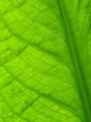 Plant Leaf