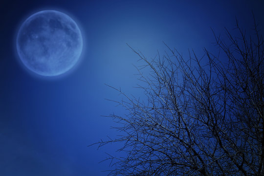 Surreal fantasy concept - full moon and tree branches in night skies backgroundץ
