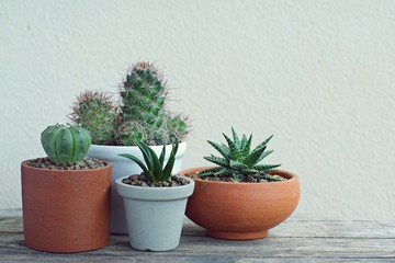 Group of little pot plants on white wall background