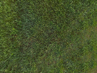 Texture of green  grass