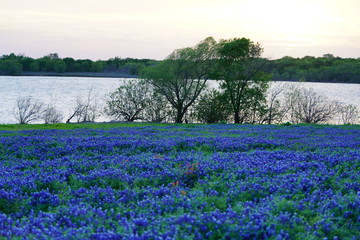 View of blooming bluebonnet wildflowers at a park near Texas Hill Country during spring time