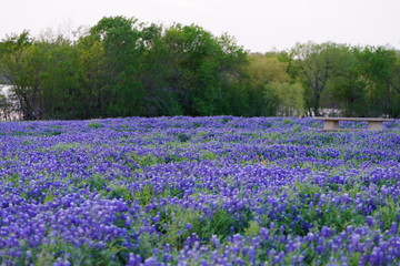 View of blooming bluebonnet wildflowers at a park near Texas Hill Country during spring time