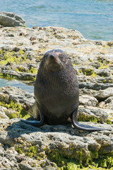 Obraz premium Seal on the rock Wschodnie wybrzeże Oceanu Spokojnego Wyspa Południowa Nowa Zelandia