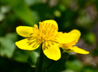 Bright yellow flower close up. Macro. 