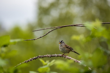 sparrow landing on a thin branch with creamy background