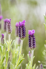 big lavender flowers in the field with bright green background