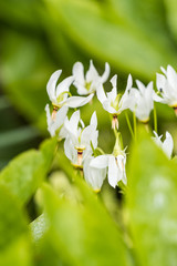 white shooting star flowers in the field with green background